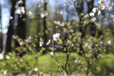 Close-up of cherry blossom on tree