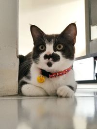 Portrait of cat relaxing on floor at home