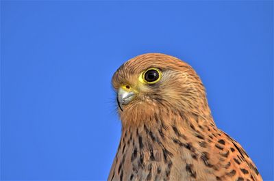 Close-up of a bird against clear blue sky