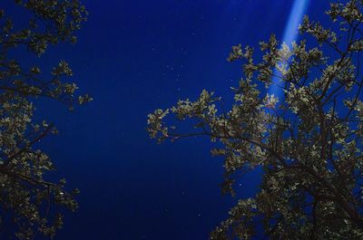 Low angle view of trees against clear sky at night