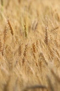 Close-up of wheat field