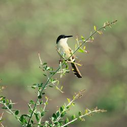 Ashy prinia