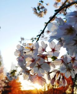 Low angle view of cherry blossoms against sky