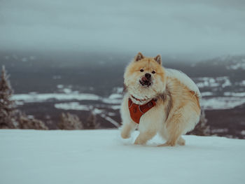 Dog running on snow