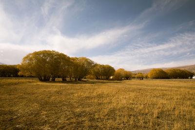 Trees on field against sky