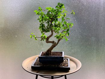 Directly above shot of potted plant on table against wall