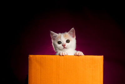 Close-up of cat against black background