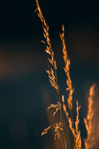Close-up of stalks against sky at sunset