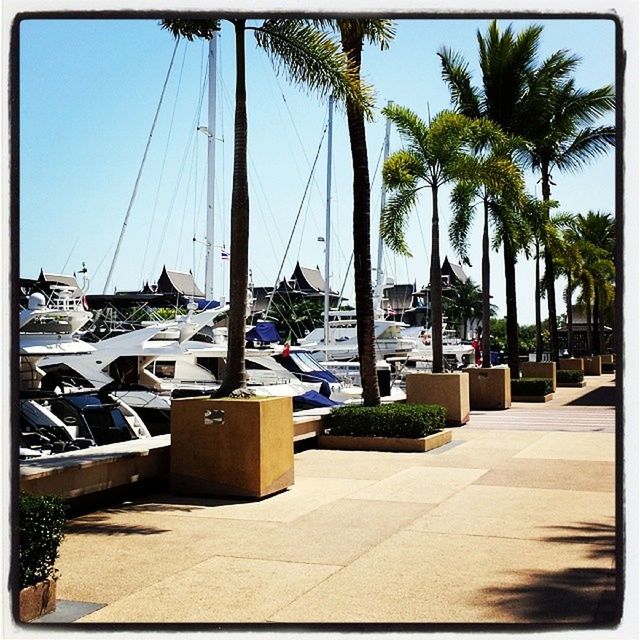 transfer print, transportation, nautical vessel, tree, mode of transport, palm tree, moored, boat, water, sky, sea, auto post production filter, sunlight, mast, sailboat, panoramic, clear sky, harbor, travel, day