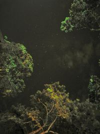 Trees and plants at night