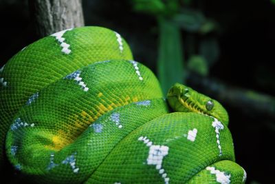 Close-up of green lizard