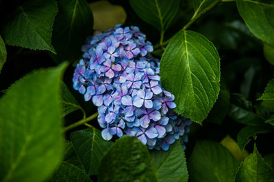 Close-up of purple hydrangea blooming outdoors