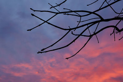 Low angle view of silhouette tree against sky