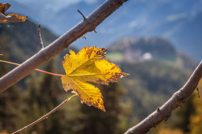 Close-up of yellow maple leaves on branch