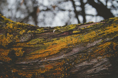 Close-up of moss on tree trunk