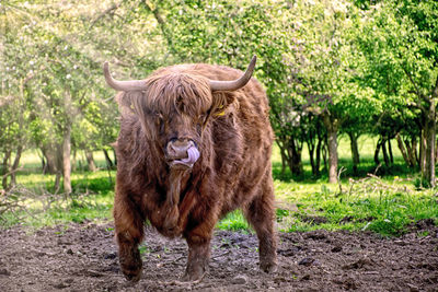 Lion standing in a farm