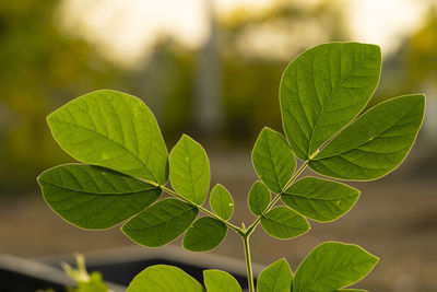 Close-up of green leaves