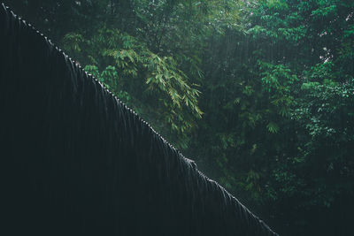 View of bridge in forest