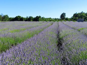 Scenic view of lavender field against sky