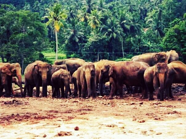 animal themes, mammal, livestock, herbivorous, medium group of animals, grazing, tree, herd, field, animals in the wild, standing, horse, togetherness, wildlife, zoology, landscape, animal family, nature, elephant