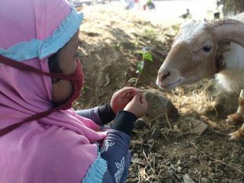 A child is sitting feeding a goat bandung west java indonesia