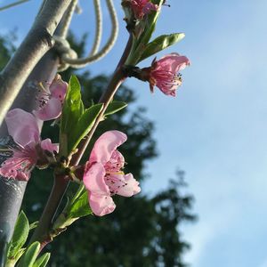 Low angle view of pink flowers blooming on tree