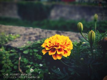 Close-up of yellow flowering plant