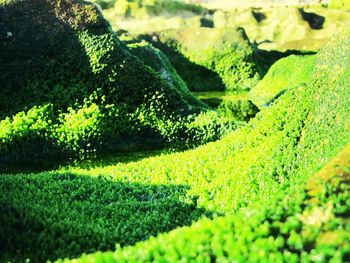 Scenic view of green landscape