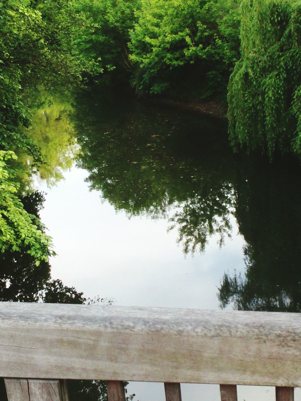 tree, water, reflection, lake, tranquility, tranquil scene, growth, nature, beauty in nature, scenics, railing, forest, river, green color, wood - material, idyllic, plant, day, outdoors, no people