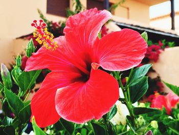 Close-up of red flowers