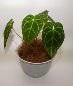 Close-up of potted plant against white background