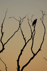 Low angle view of birds perching on branch