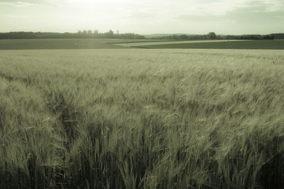 Scenic view of wheat field against sky