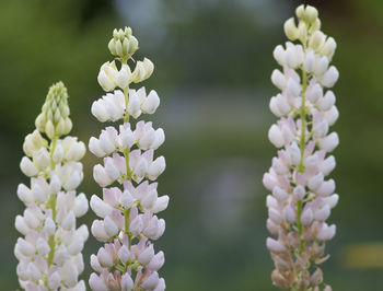 Close-up of white flowers