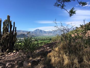 Plants growing on landscape against sky