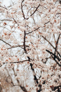 Low angle view of cherry blossom tree