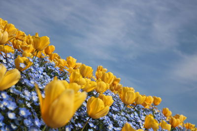 Low angle view of yellow flowering plants against sky