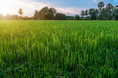 Scenic view of agricultural field against sky