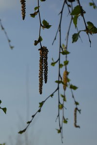Close-up of flowering plant against sky