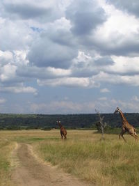 Horses on field against sky