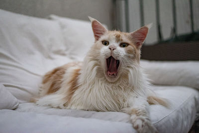 Cat yawning while sitting on sofa at home