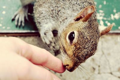 Cropped image of person touching squirrel