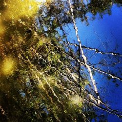 Low angle view of trees against blue sky