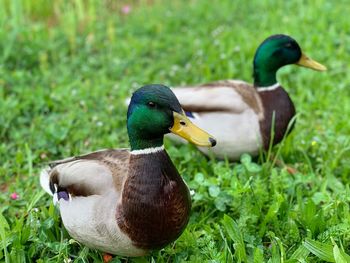 Mallard duck in a field