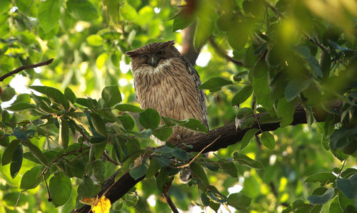 Low angle view of bird perching on branch