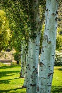 Close-up of tree trunk