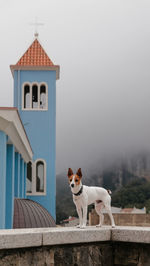 Low angle view of dog sitting on roof against clear sky