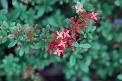 Close-up of red flowering plant