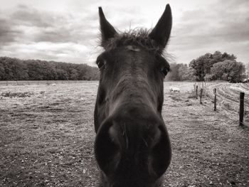 Close-up portrait of horse standing on field against sky