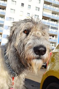 Close-up of dog in city